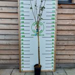Slivka domáca (Prunus domestica) ´TOPTASTE´ - výška 150-170 cm, kont. C6L